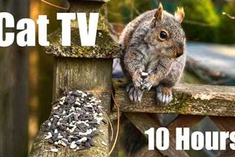 Saturday Morning Cartoons for Pets 🐱 - 10 Hours of Backyard Birds and Squirrels - Apr 25, 2026