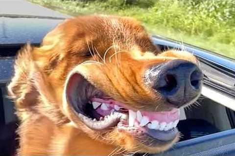 My Dog Hotboxed Our Roadtrip | Funniest Dogs of All Time