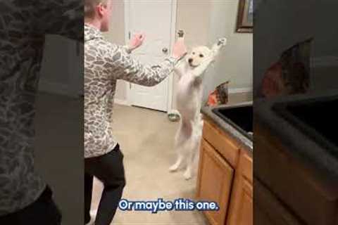 The Funniest Dogs of ALL TIME