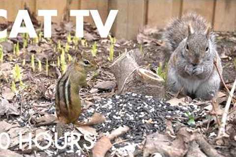 Cat TV for Pets to Watch 🐱 - 10 Hours of Beautiful Backyard Birds and Squirrels - Apr 26, 2026