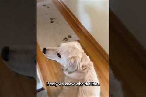 Golden Retriever Makes SUPER Muddy Mess In House!