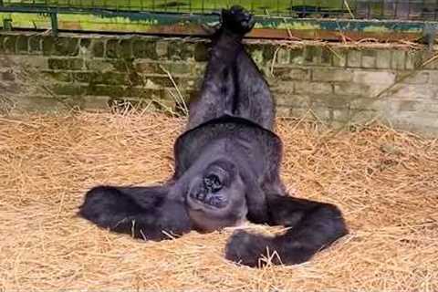 Monkeys Being Absolutely Silly That Will Make You Laugh Hard!