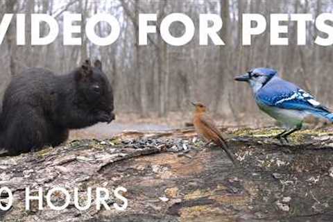 Cat TV for Pets to Watch 🐱 - 10 Hours of Birds, Squirrels and Forest Friends - Apr 27, 2026