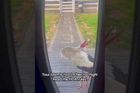 Stork Terrorizes Homeowners