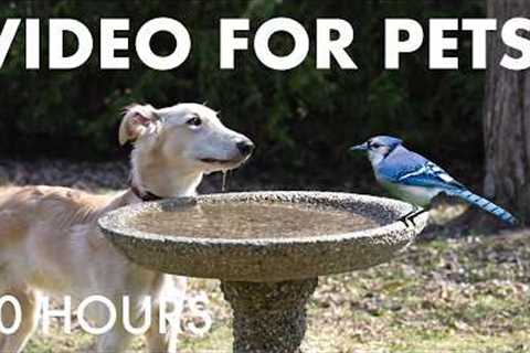 Cat TV for Pets to Watch 🐱 - 10 Hours of Birds and Backyard Buds at the Birdbath - Apr 28, 2026