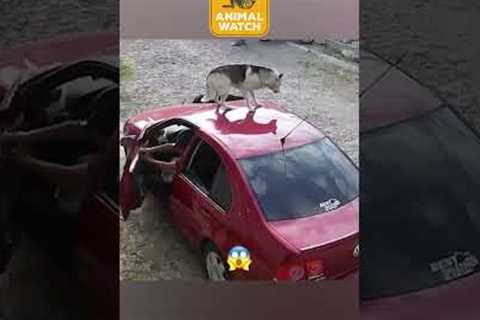 🚨 Dogs Caught With ZERO Chill 😂 #CCTV #FunnyDogs #Caught