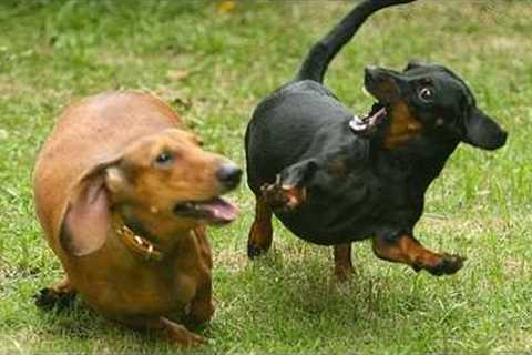 Overdramatic PUPPIES That Will Make You Smile🤣🤣