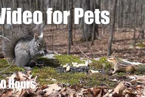Cat TV for Pets to Watch 🐱 - 10 Hours of Chipmunks, Birds and Forest Friends - Apr 30, 2026