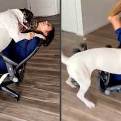 Funniest NEW Animal Fails Compilation
