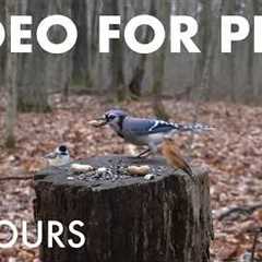 Cat TV for Pets to Watch 🐱 - Jays, Woodpeckers, Squirrels and Forest Friends - May 01, 2026