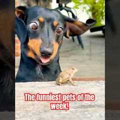 The pets got real crazy this week! 🫪💥watch the full video for more! #funny #pets #dog #gagreel