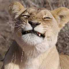The Craziest Animals That Will Have You Crying 😂