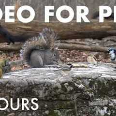 Saturday Morning Cartoons for Pets 🐱 - 10 Hours of Forest Friends Edition - May 02, 2026