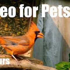 Cat TV for Pets to Watch 🐱 - 10 Hours of Lunch for Birds, Squirrels and Chipmunks - May 03, 2026