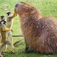 The World’s Animal Couples Should NOT Exist 😂
