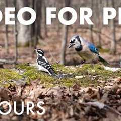Cat TV for Pets to Watch 🐱 - 10 Hours of Birds, Squirrels and Chipmunks in the Forest - May 04, 2026