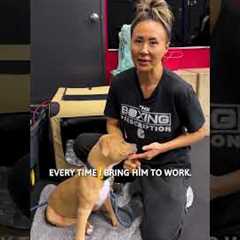 Paw Pick: Portable Travel Pet Kennel