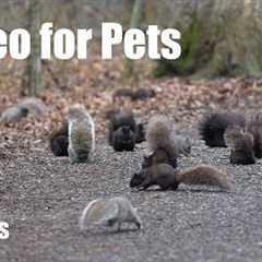 Cat TV for Pets to Watch 🐱 - A Scurry of Squirrels and Forest Friends in Harmony - May 05, 2026