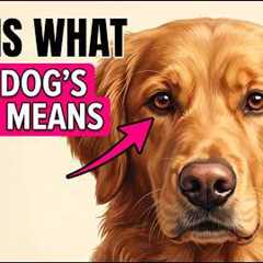 Every Look Your Dog Gives You - Finally Explained