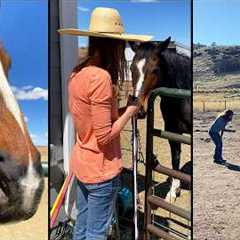 How Horses Heal the Soul