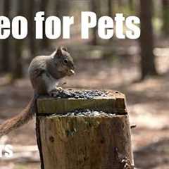 Red Squirrels, Blue Jays and Animals in the Forest - 10 Hour Cat TV for Pets 🐱 - May 06, 2026