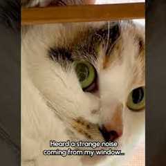 Two Cats Cling to Window Grill