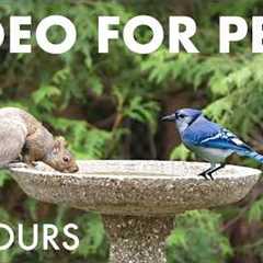 Cat TV for Pets to Watch 🐱 - 10 Hours of Beautiful Backyard Birds and Squirrels - May 07, 2026