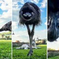 Emu Attacks!! | The FUNNIEST Pet Videos Of The Week