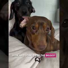 Emu Attacks!! 💥 | The FUNNIEST Pet Videos Of The Week