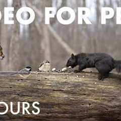 Cat TV for Pets to Watch 🐱 - Birds, Squirrels, Chipmunks and Forest Friends - May 08, 2026