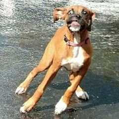 Dog FREAKS OUT In The Most Hilarious Way 🤣