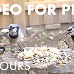 Saturday Morning Cartoons for Pets 🐱 - 10 Hours of Backyard Birds and Squirrels - May 09, 2026