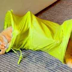 Typical Orange Cat Behavior 🙄 | Funny Cat Fail Compilation
