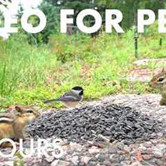 Happy Mother's Day from Handsome Nature! - 10 Hour Cat TV for Pets to Watch 🐱 - May 10, 2026