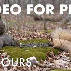 Cat TV for Pets to Watch 🐱 - 10 Hours of Owls, Squirrels and Chipmunks in the Forest - May 11, 2026