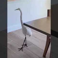 Open House Gets Unexpected Visit From Curious Egret!