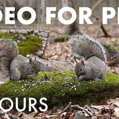 Cat TV for Pets to Watch 🐱 - 10 Hours of Owls, Chipmunks and Squirrels in the Forest - May 13, 2026