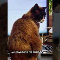 My cat farts SO LOUDLY in my face, on my desk 😼💨 #Cat #Funny #Pets #FunnyCat