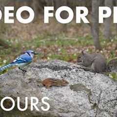 Birds, Chipmunks and Forest Friends in Harmony - 10 Hour Cat TV for Pets to Watch 🐱 - May 14, 2026