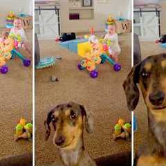Am I Still Your Sweet Baby?!?! 🥰 | FUNNIEST Pets of the Week!
