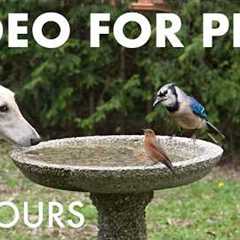 Cat TV for Pets to Watch 🐱 - 10 Hours of Birds and Friends at the Birdbath - May 15, 2026