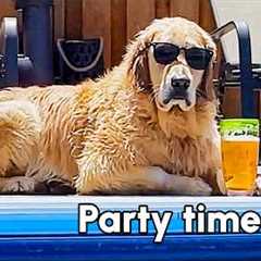 My Retriever Is Cooler Than I'll Ever Be | Summer Pet Fail Compilation