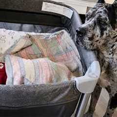 Dog Can’t Handle His Emotions Meeting His Baby Sister for the First Time!