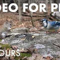 Saturday Morning Cartoons for Pets 🐱 - 10 Hours of Birds and Squirrels in the Forest - May 16, 2026