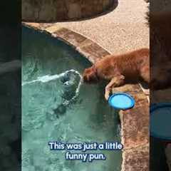 My Dog Is Cooler Than I'll Ever Be | Summer Pet Fail Compilation