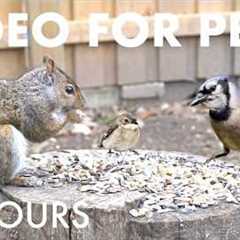 Sunday Morning Brunch for Backyard Birds and Squirrels - 10 Hour Cat TV for Pets 🐱 - May 17, 2026