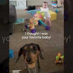 These Pets are total Goobers 🤦 | The FUNNIEST Pet Videos Of The Week