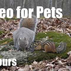 Birds, Squirrels and Forest Friends in Harmony - 10 Hour Cat TV for Pets to Watch 🐱 - May 18, 2026
