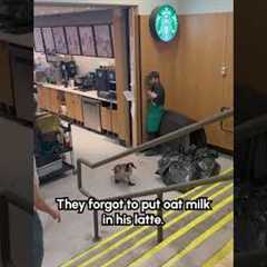 Goose Tormets Starbucks