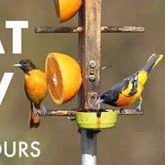 The Baltimore Oriole Feeder and Backyard Birds - 10 Hour Cat TV for Pets to Watch 🐱 - May 19, 2026